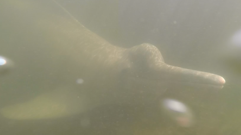 An Araguaian river dolphin swimming in the Araguaia River near a fish market in the Brazilian town of Mocajuba.